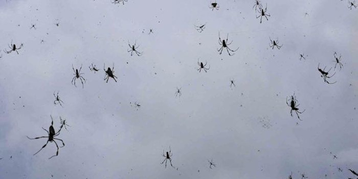 Yep, It Was Literally Raining Spiders And Spider Webs In Australia (Photos)