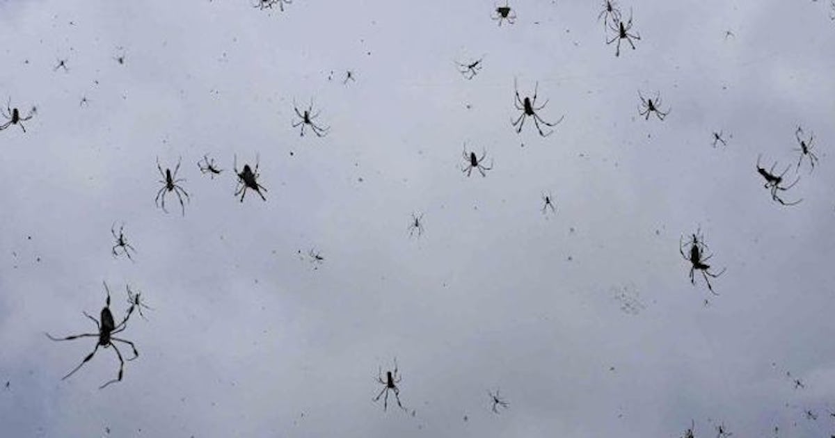 Yep, It Was Literally Raining Spiders And Spider Webs In Australia (Photos)