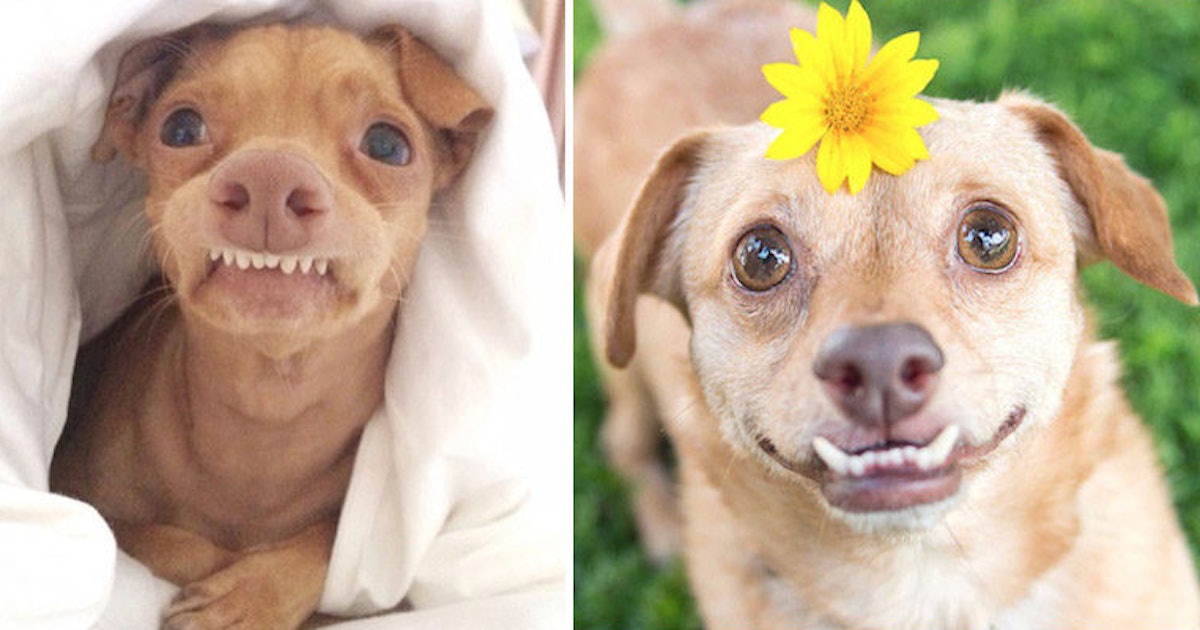 14 Animals That Definitely Could Have Used Braces Growing Up Photos 14-animals-that-definitely-could-have-used-braces-growing-up-photos