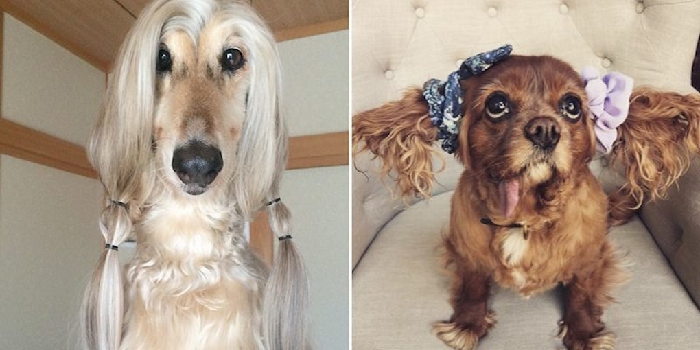 25 Stylish Dogs That Are Having A Way Better Hair Day Than You