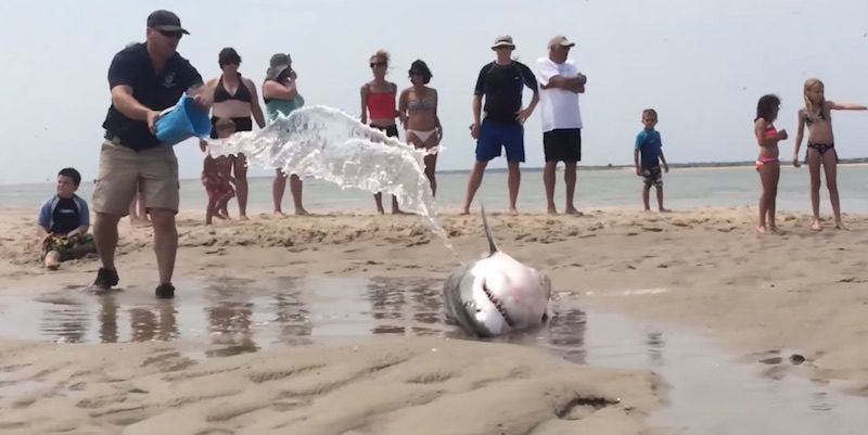 Brave Beachgoers Rescue A Stranded Great White Shark In Cape Cod (Video)