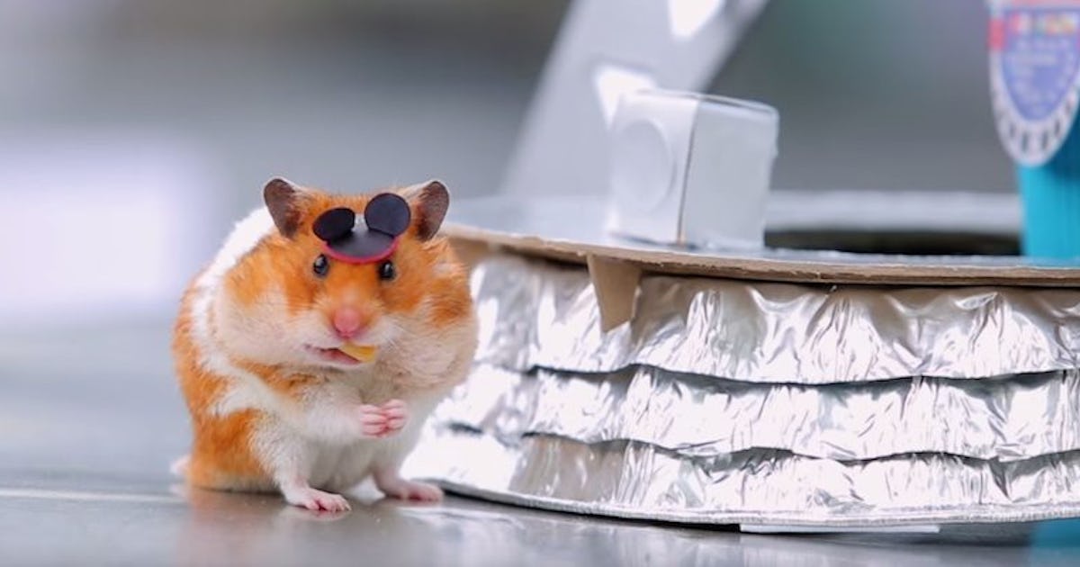 Teeny Little Hamster Goes To Disney World And Of Course It S Adorable Video Teeny Little Hamster Goes To Disney World And Of Course It S Adorable Video