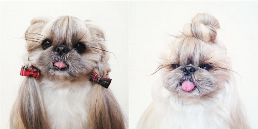 This Glamorous Puppy Rocks Way Better Hairstyles Than The