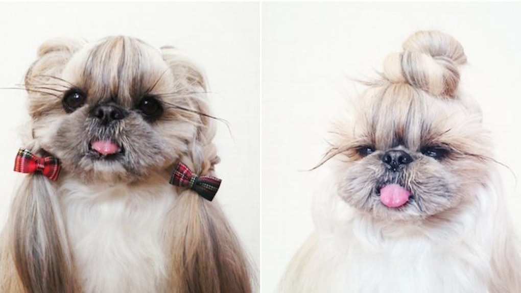 This Glamorous Puppy Rocks Way Better Hairstyles Than The