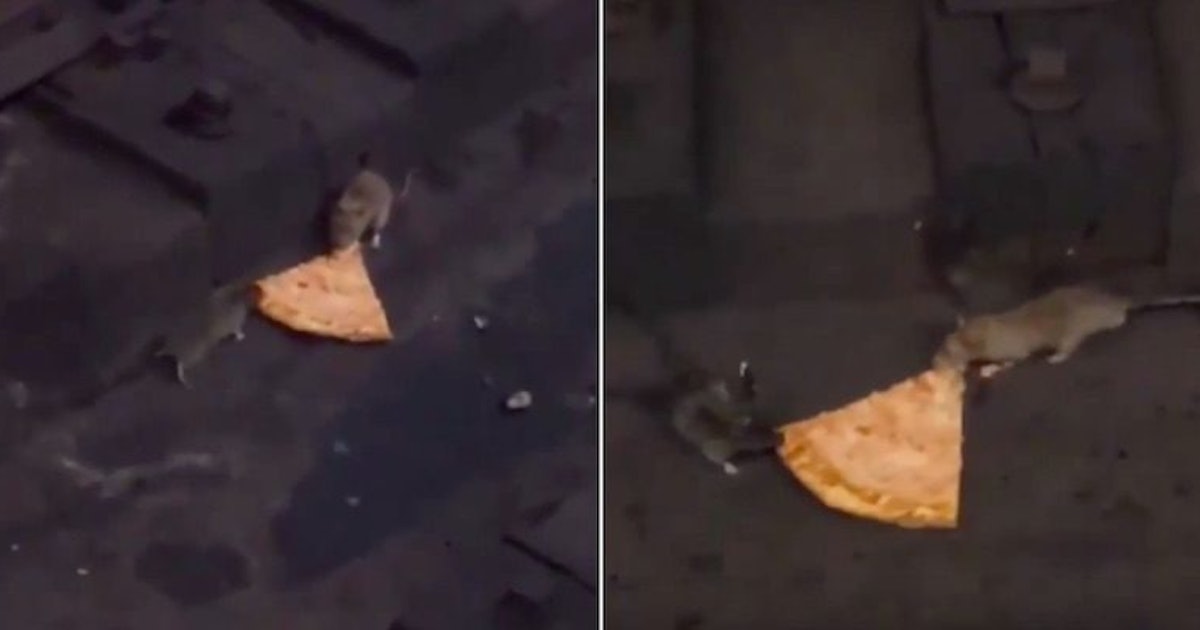 We Are All These Two Rats Fighting Over A Slice Of Pizza (Video)