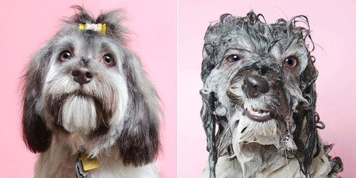 Why Do Dogs Get Crazy When Wet