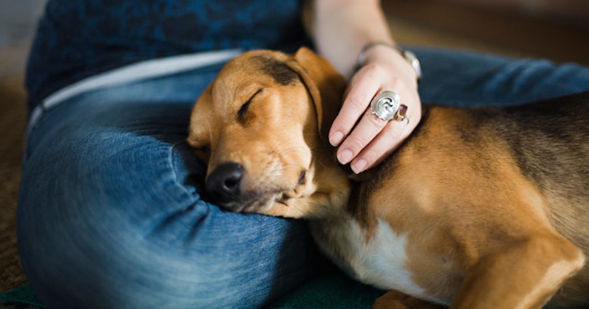 How To Adopt And Care For A Dog That Has Down Syndrome How To Adopt And Care For A Dog That Has Down Syndrome