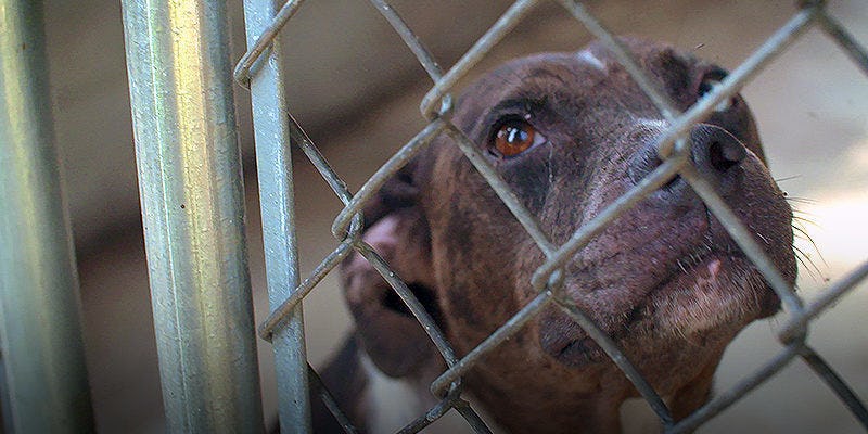 These People Devote Their Lives To Rescuing Dogs From Kill Shelters (Video)