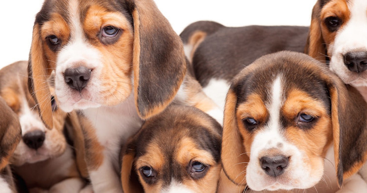 These Beagles Being Freed From Animal Testing Labs Will Make Your Day