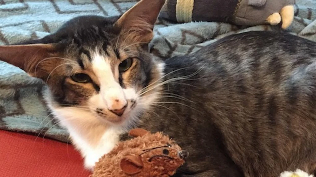 I Adopted That Viral Internet Cat Who Looks Like Adam Driver