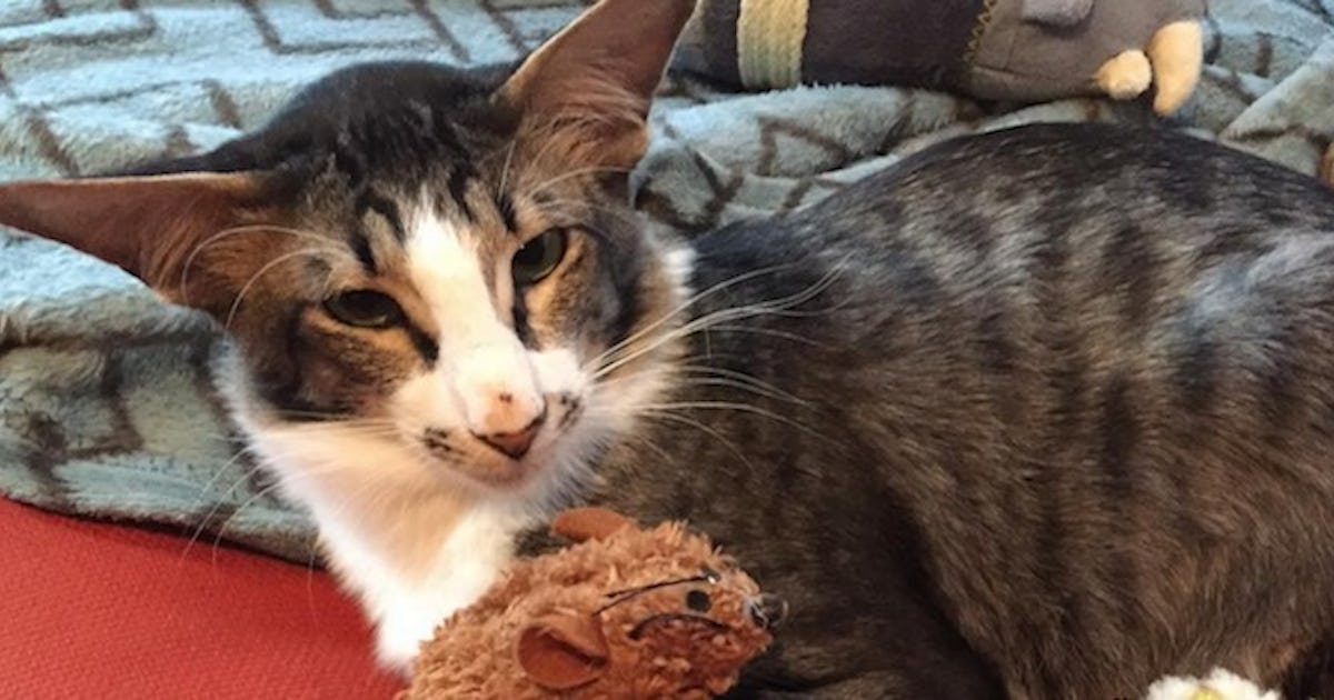I Adopted That Viral Internet Cat Who Looks Like Adam Driver