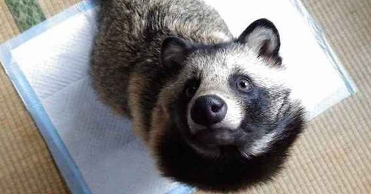 This Dog Looks Just Like A Raccoon, And He's The Most Adorable Pet Ever