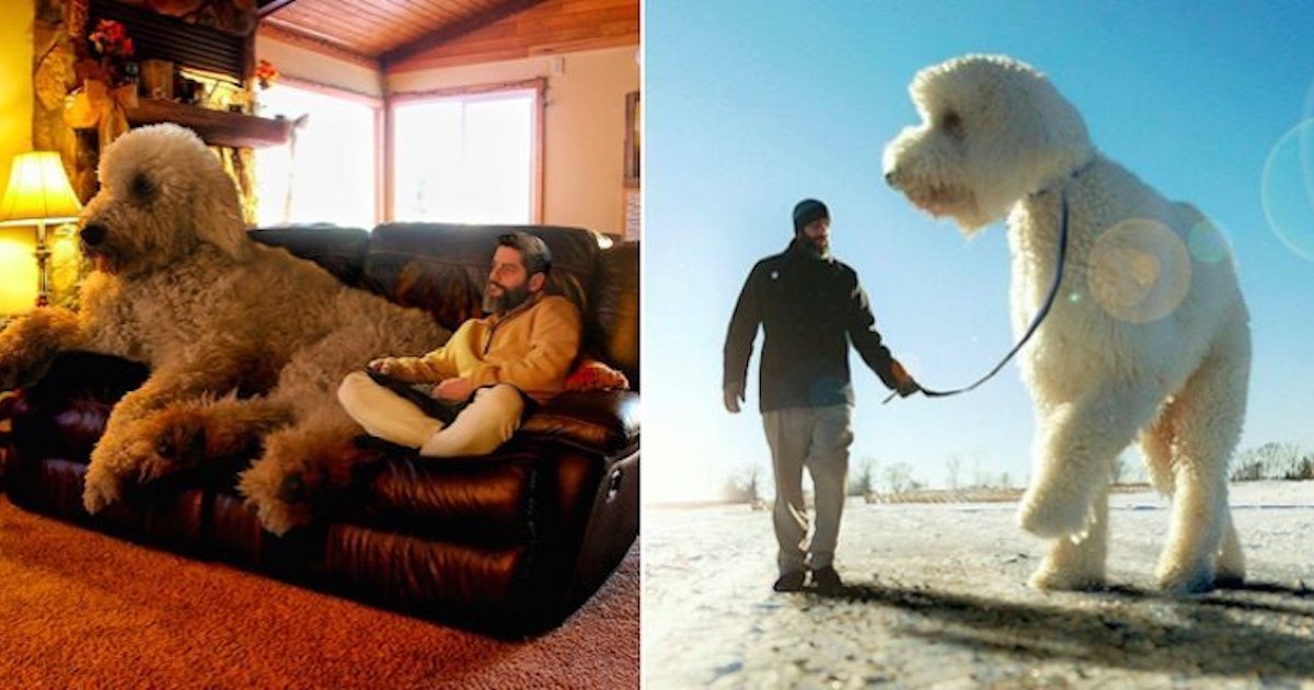 This Guy Photoshops His Dog Into A Giant In All His Pics And It's Hilarious
