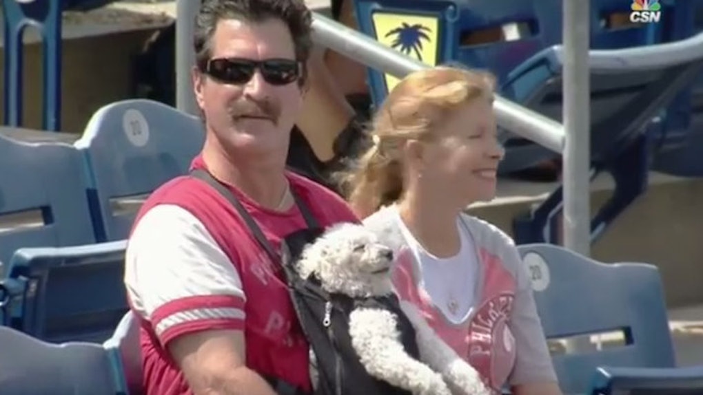 This Dog Watching Baseball In A Baby Carrier Is Living Its Best Life