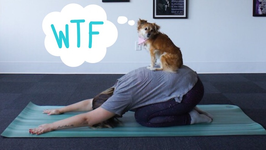 I Tried To Do Yoga With My Dog And It Wasn T A Total Fail
