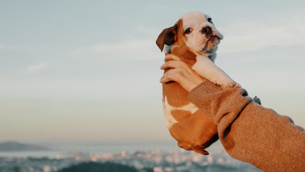 18 Instagrams Of Baby Animals That Are Actually Too Cute To Handle