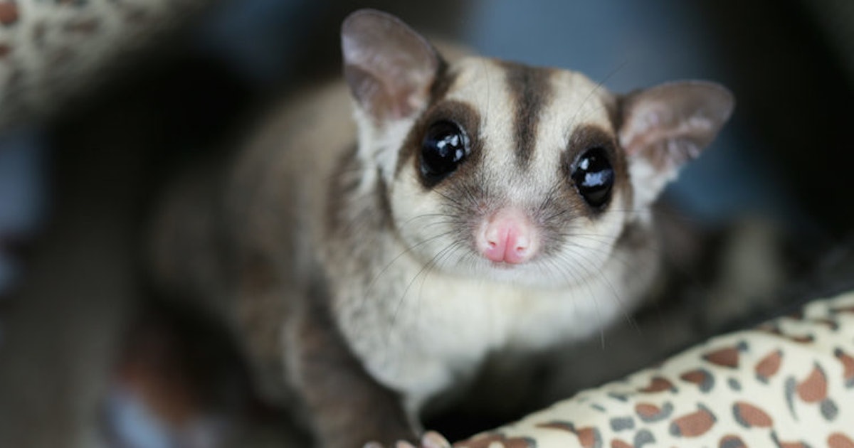 Sugar Gliders Are The Insanely Adorable Pets You Never Knew You Needed