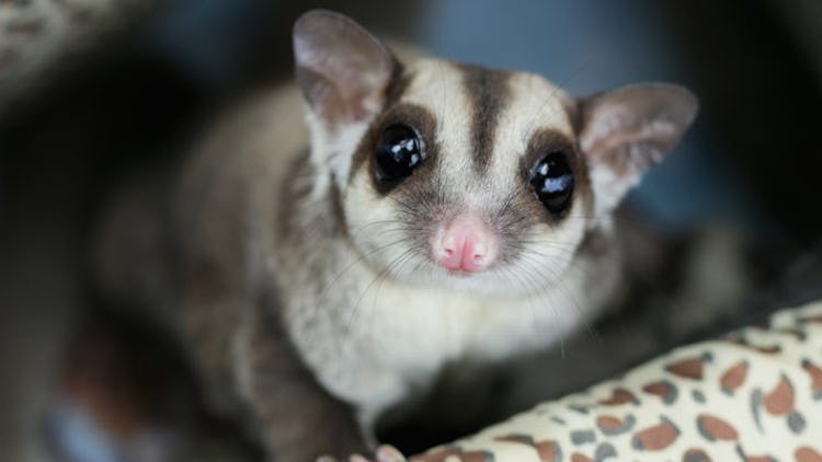 Sugar Gliders Are The Insanely Adorable Pets You Never Knew You Needed