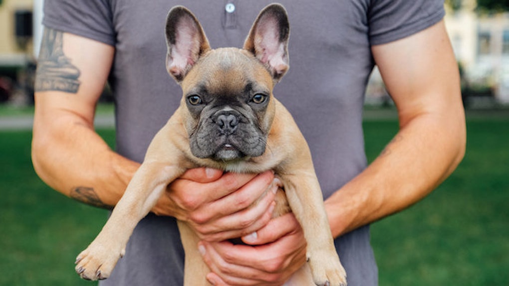 What Does It Mean If A Cat Purrs And Wags Its Tail At The Same Time what-does-it-mean-if-a-cat-purrs-and-wags-its-tail-at-the-same-time