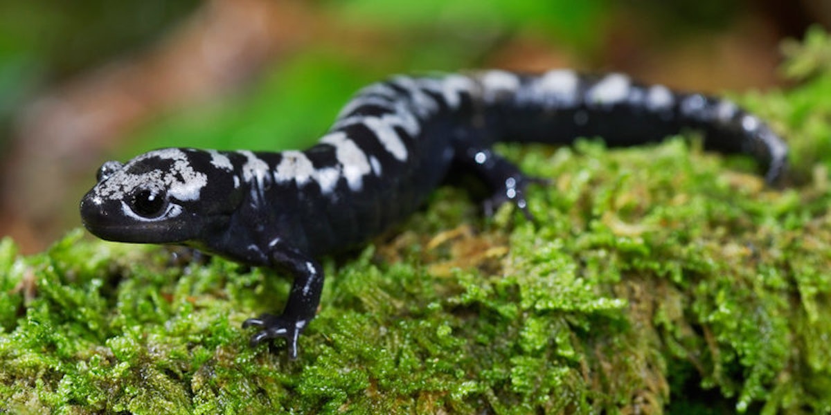 This Female Salamander Is More Pissed At The Hookup Culture Than You Are