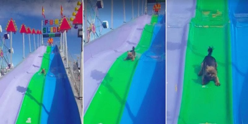 This Little Dog Loves Going Down A Slide More Than You Love Anything