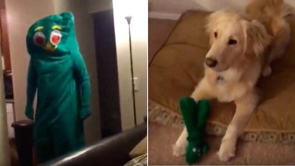 Guy Dresses Like Gumby And Makes Dog S Life