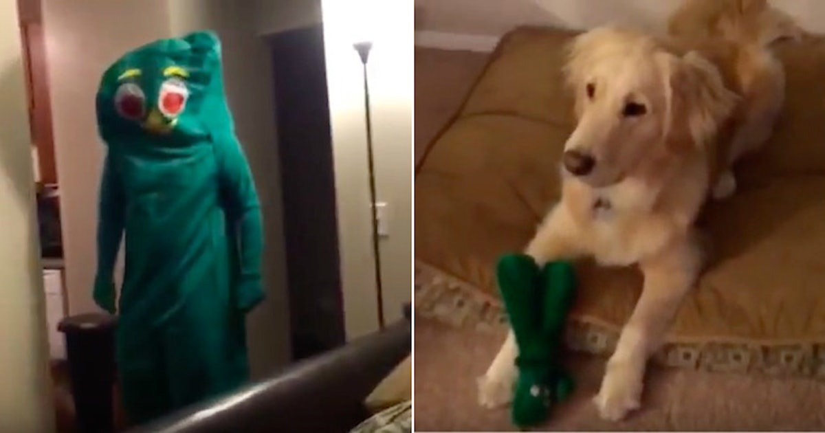 Guy Dresses Like Gumby And Makes Dog S Life