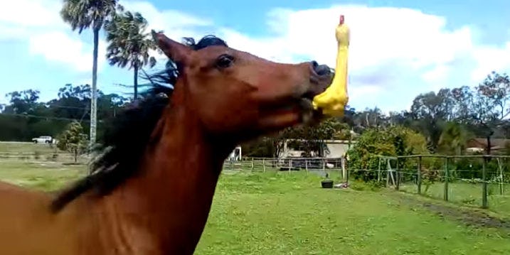 Funny horse videos discount 2017