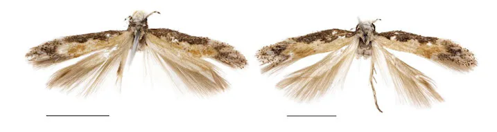 Donald Trump Has A Moth Named After Him