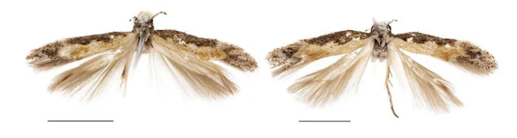 President Moth Donald Trump Has A Moth Named After Him