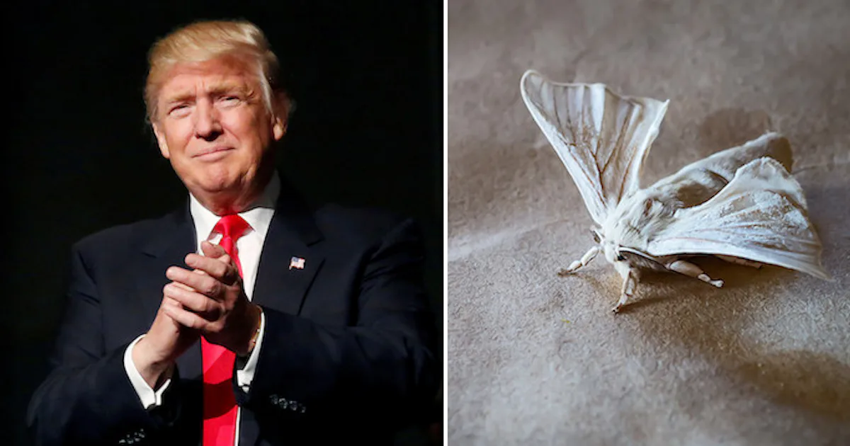 President Moth Donald Trump Has A Moth Named After Him