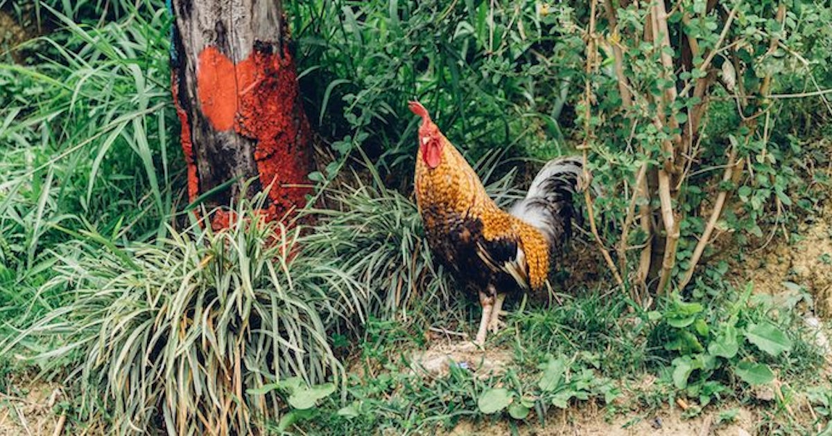 Chinese new year animal posters What The Year Of The Rooster Has In Store For You