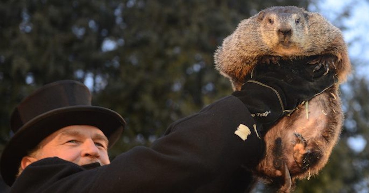 Groundhogs Give Mixed Signals During Shadow Ceremony Groundhogs Give Mixed Signals During Shadow Ceremony