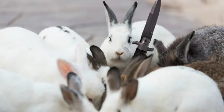 This Rabbit Fighting Off A Falcon Is All Of Us In 2017