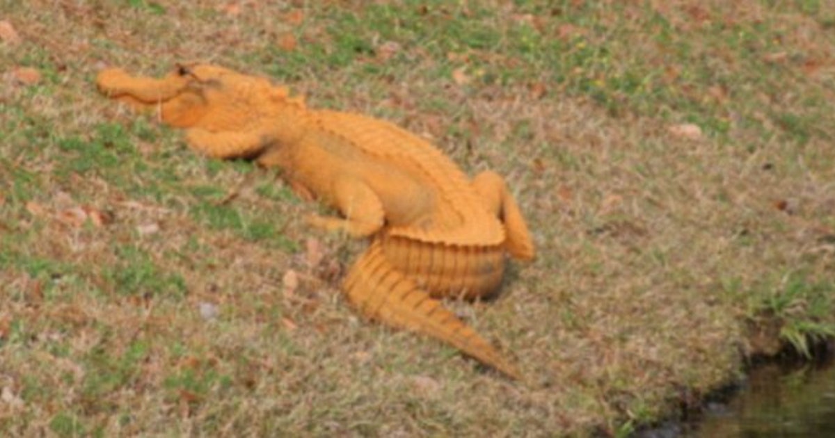 Orange Alligator Was Spotted In South Carolina