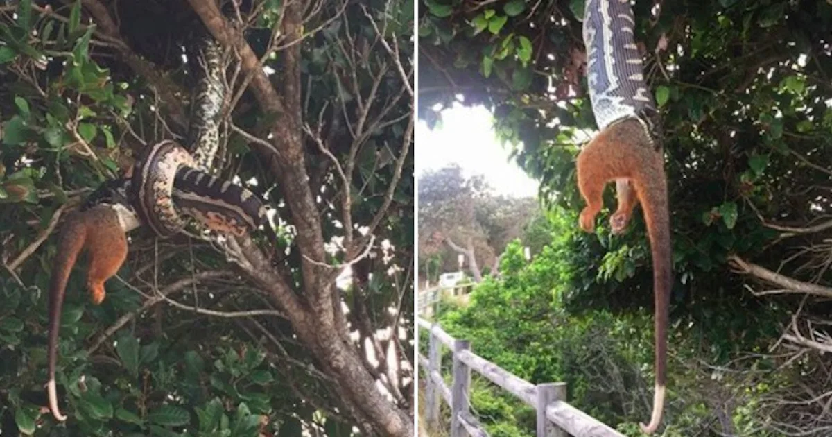 Python Eating Squirl Python Eating A Possum Upside Down Is Nightmare Fuel