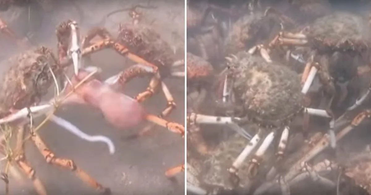 Crab Getting Smashed Crabs Tearing Apart Squid Are Your Drunk Friends With Pizza