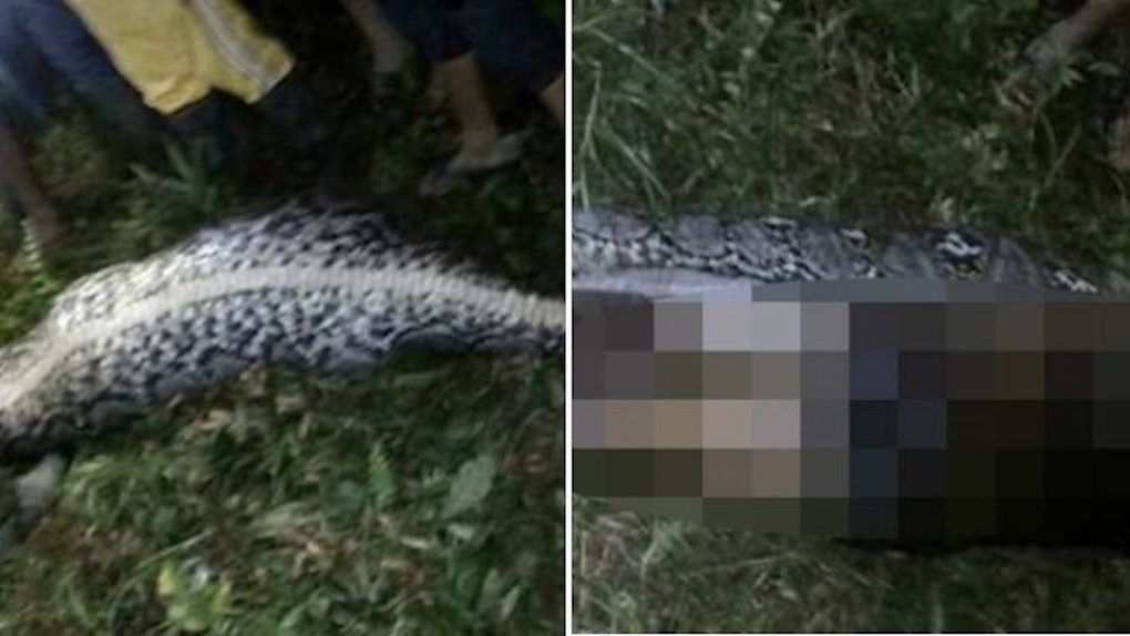 Dead Man Discovered In The Stomach Of A Huge Python
