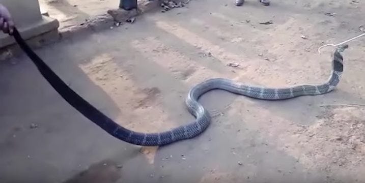 Nerves of Steel: Viral Video of Man Trapping Cobra in Plastic Bottle