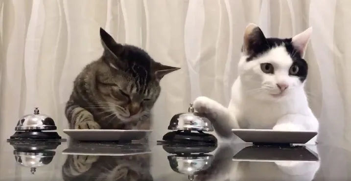 Cats Ringing Bells For Treats Is Us Texting Our Booty Calls