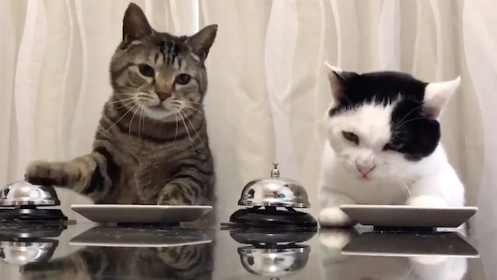 Cats Ringing Bells For Treats Is Us Texting Our Booty Calls
