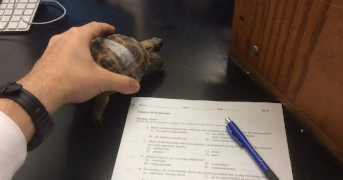 Turtle Test Student Cheats On Test By Using Turtle
