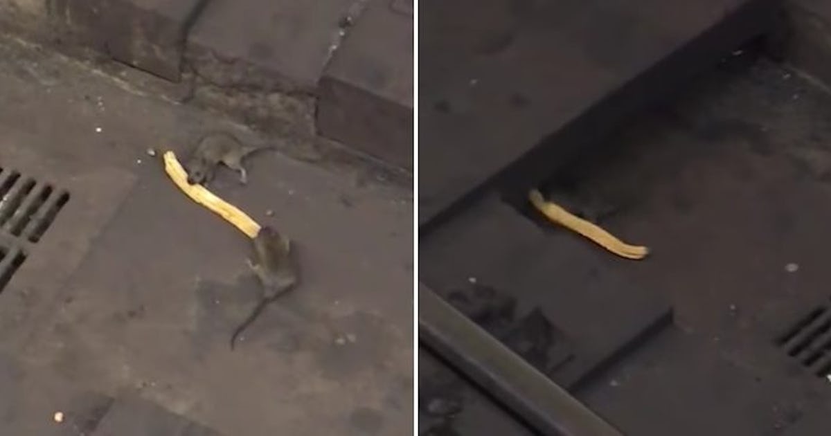 Two Rats Fighting Over Churro Make Pizza Rat Look Saintly