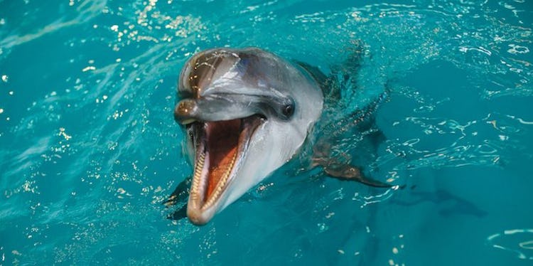 How Dolphin Genitalia Fit Together Will Blow Your Mind