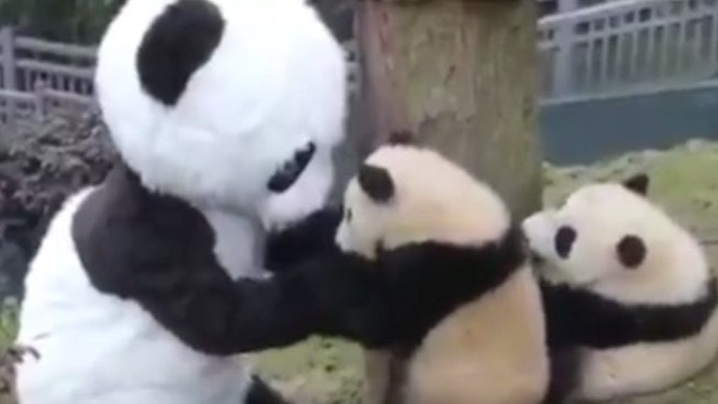 This Company Will Pay You To Cuddle With Pandas All Day This Company Will Pay You To Cuddle With Pandas All Day