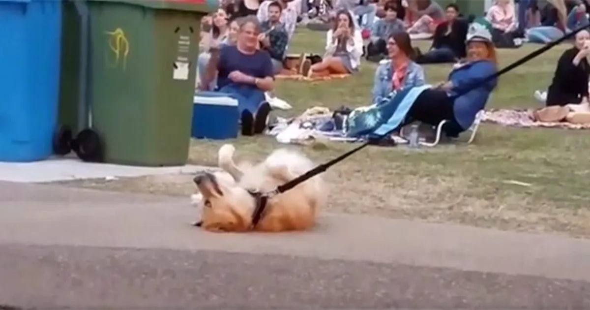 Refusing Dog Video Of Dog Refusing To Leave Park Is All Of Us Getting Out Of Bed On ...