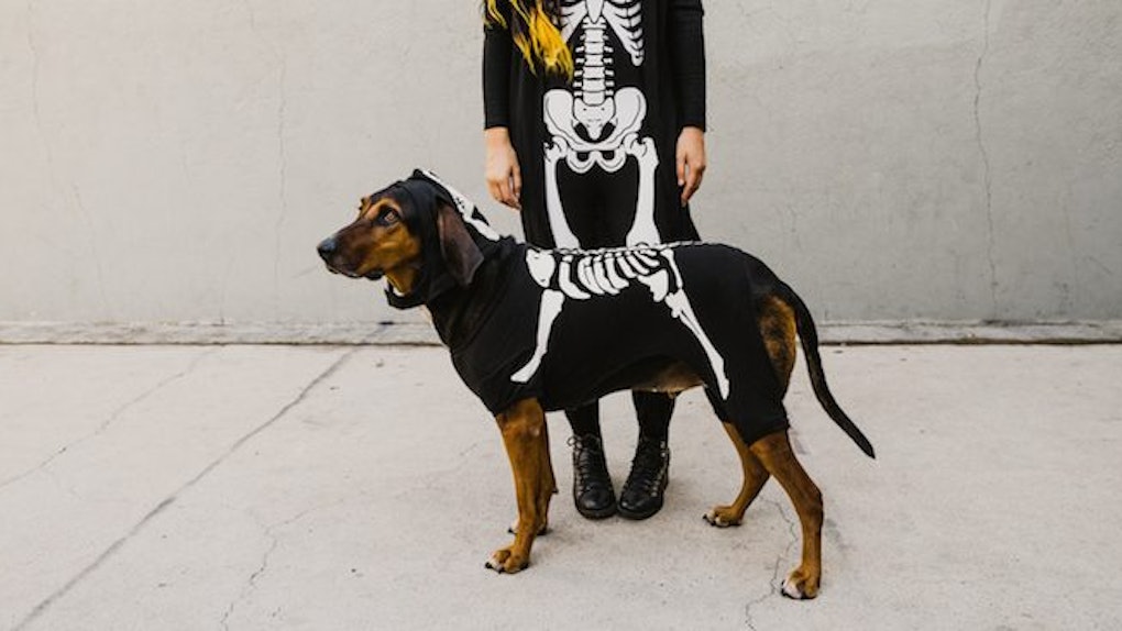 12 Dog Halloween Costume Ideas That Are Way Too Cute For Words