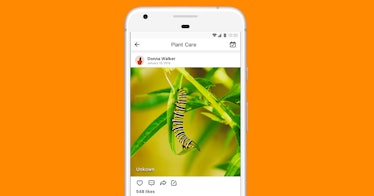 a bug identifying app is set against an orange background