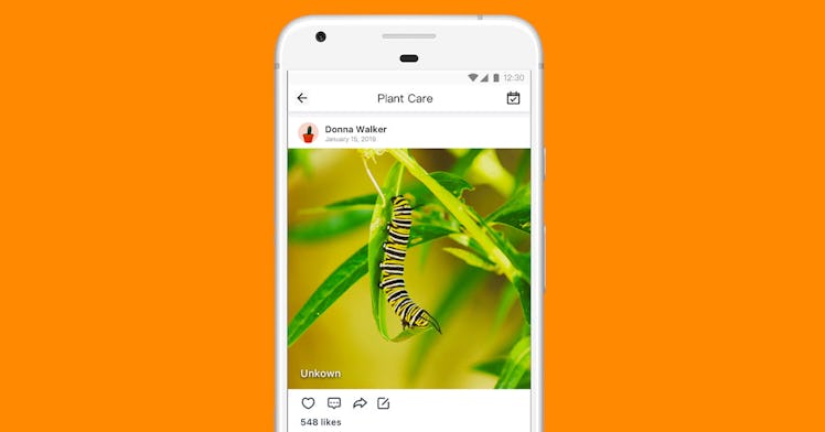 a bug identifying app is set against an orange background