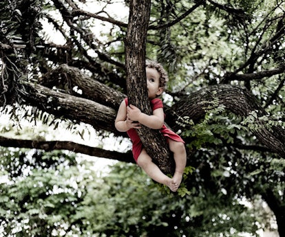 Toddler In A Tree